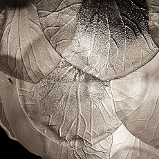 Подвесной светильник Arte Lamp Kapri A4078LM-9CC 3